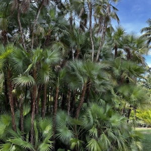 TJ Thomas Everglades Palm landscape 1