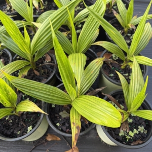 TJ Thomas Fiji Fan Palm