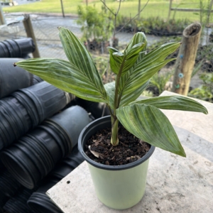 TJ Thomas Pinanga coronata