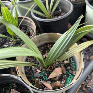 TJ Thomas Sabal palmetto 1 gallon