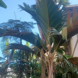 David Parker Thief Palm