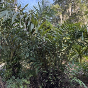 Leu Gardens Wallichia oblongifolia