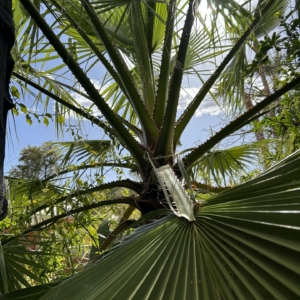 John Palting Washingtonia filifera