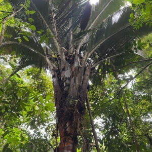 Juan Carlos Attalea taam