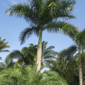 Pierre Olivier Albano Roystonea borinquena