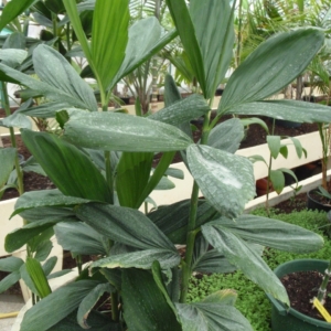 Pierre Olivier Albano Chamaedorea stolonifera 1