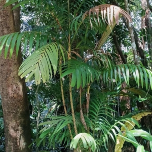 David Parker Pinanga scortechinii
