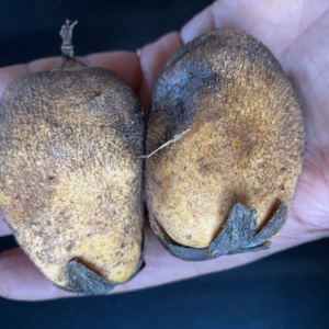 Pierre Olivier Albano Astrocaryum chambira seeds