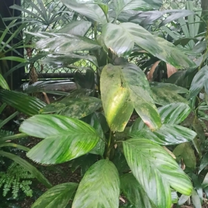 David Parker Areca minuta