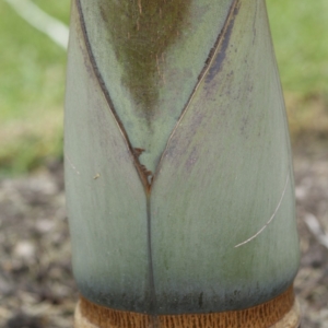 Pierre Olivier Albano Dictocaryum lamarckianum 2