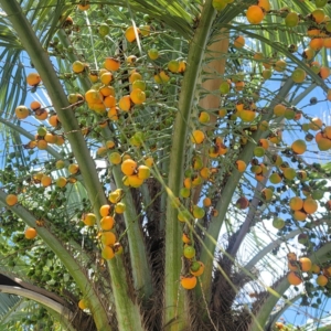 Dylan Butia capitata fruit