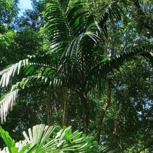 David Parker Pinanga insignis