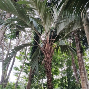 David Parker Astrocaryum alatum mature