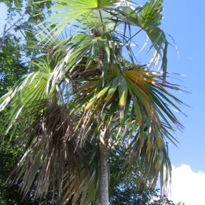 Pierre Olivier Albano Coccothrinax argentea 2