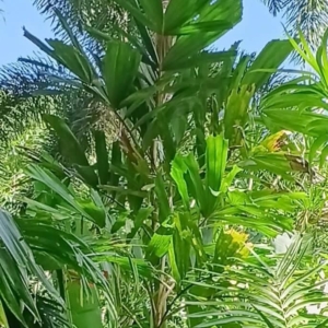 David Parker Hydriastele pleurocarpa 1