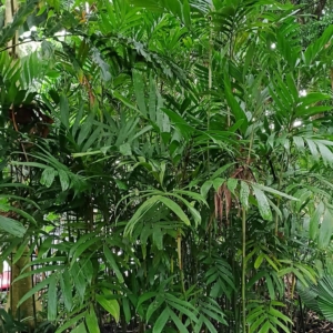 David Parker Pinanga riparia