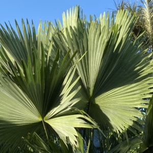 Pierre Olivier Albano Livistona jenkinsiana 1