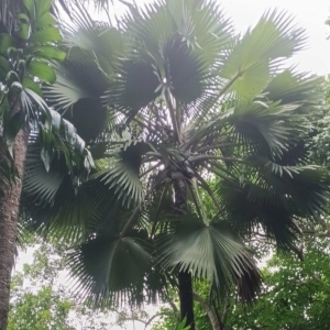 David Parker Bismarckia nobilis