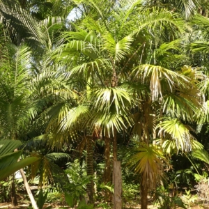 Pierre Olivier Albano Cryosophila guagara