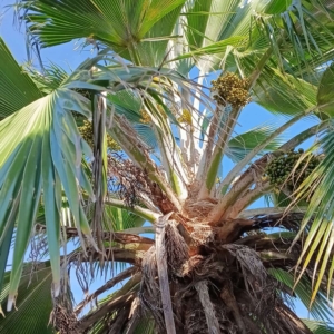 David Parker Pritchardia pacifica 2