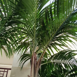David Parker Nephrosperma van-houtteanum 3