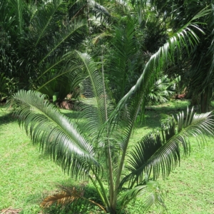 Pierre Olivier Albano Ravenea madagascariensis