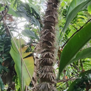 David Parker Zombia antillarum