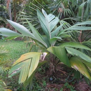 Pierre Olivier Albano Astrocaryum Mexicanum 1