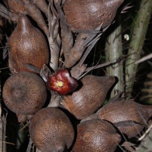 Pierre Olivier Albano Eugeissona tristis