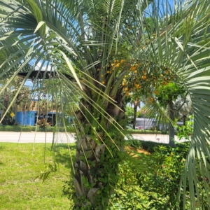 Dylan Butia capitata