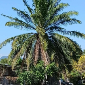 David Parker Oil Palm