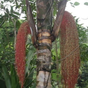 Pierre Olivier Albano Oenocarpus bacaba 2