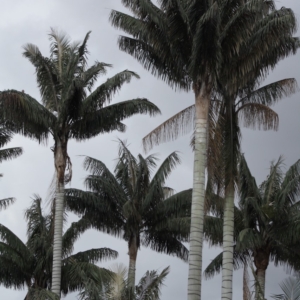 Pierre Olivier Albano Ceroxylon quindiuense 1