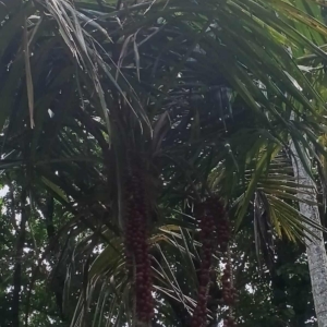 David Parker Calyptrocalyx albertisianus 1