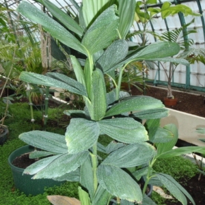 Pierre Olivier Albano Chamaedorea stolonifera 2