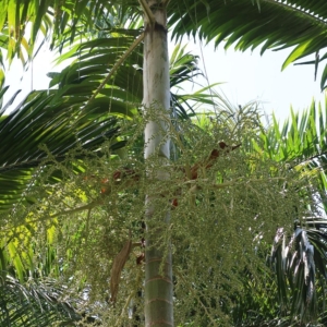 Pierre Olivier Albano Ptychoccus paradoxus 2