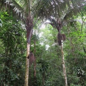 Pierre Olivier Albano Oenocarpus bataua 1