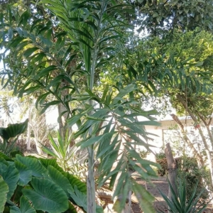 Hector Raul Dominguez Ortega Foxtail Palm