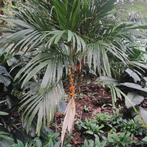 David Parker Linospadix minor