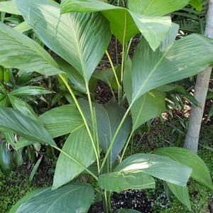 Chamaedorea ernesty-augustii zone 10b coastal San Diego