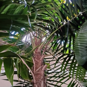 David Parker Calyptrocalyx albertisianus 1