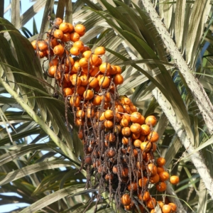 Pierre Olivier Albano Astrocaryum vulgare fruit