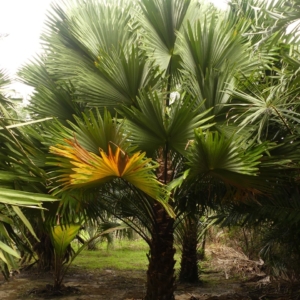 Pierre Olivier Albano Livistona jenkinsiana 3