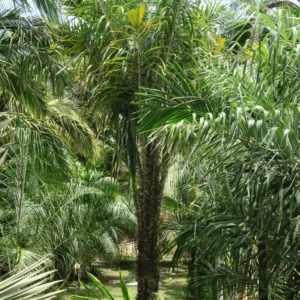 Pierre Olivier Albano Astrocaryum standleyanum 1