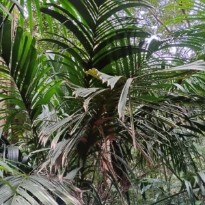 David Parker Manicaria saccifera 1