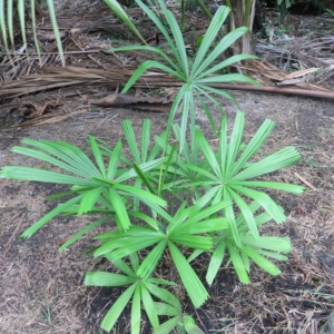 Pierre Olivier Albano Licuala fordina