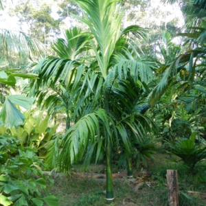 Pierre Olivier Albano Areca hutchinsonia