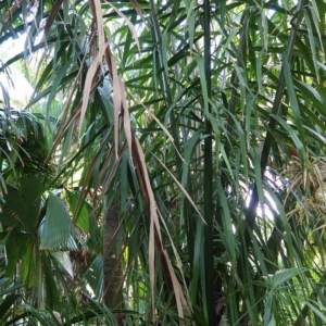 Pierre Olivier Albano Phytelephas aequatorialis 1