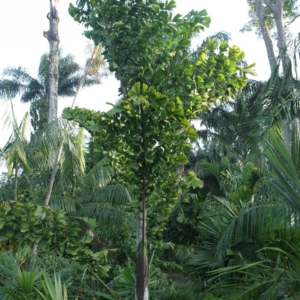 Pierre Olivier Albano Caryota no