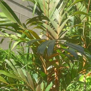 David Parker Areca vestiaria maroon